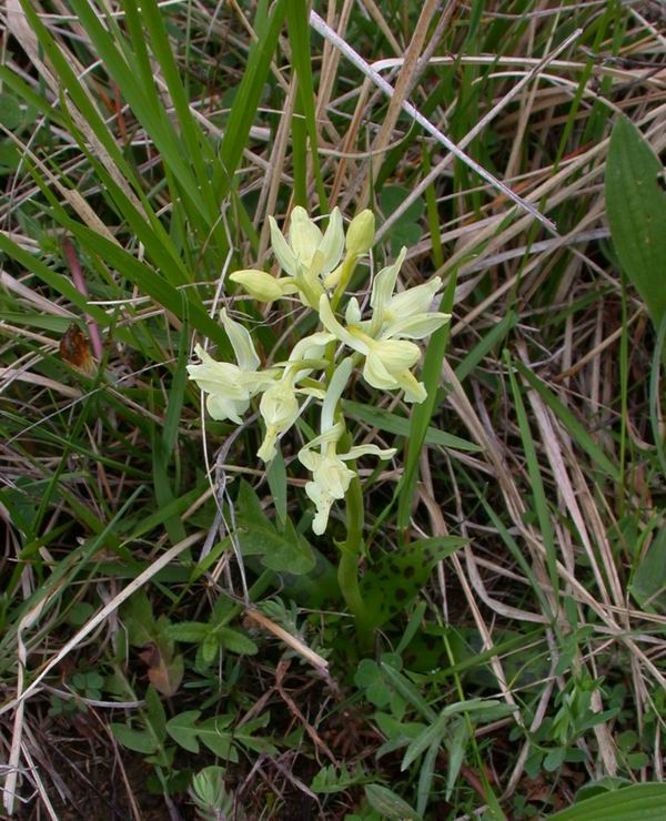 Orchidee del Chianti - Flora toscana